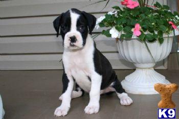 Puppies in PA